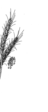 Rye Illustration