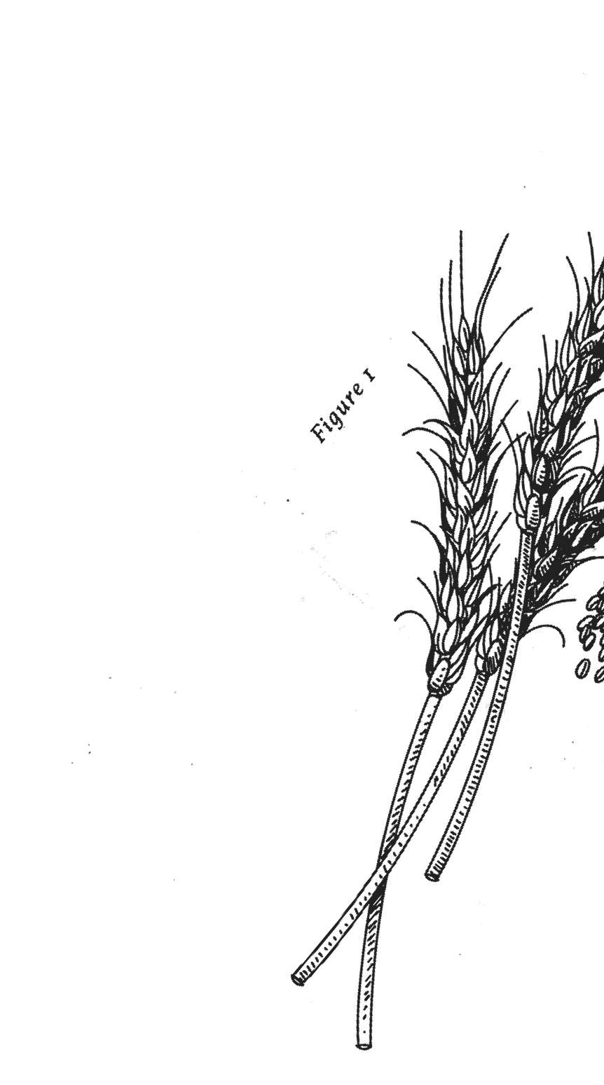 Rye Illustration